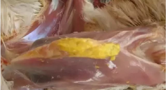 現(xiàn)在青年雞最嚴(yán)重的是什么？