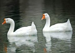 養(yǎng)鵝禁忌有哪些？看看你中了幾條！