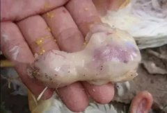 肉雞最頭疼的還是腺肌胃炎，到底該怎么解決？