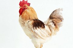 肉雞常見呼吸道病的發(fā)病原因？