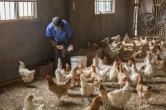 雞新城疫用什么藥效果好，知道之后無需再區(qū)分