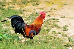 肉雞養(yǎng)殖成本要如何控制？