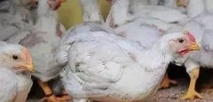 支原體感染的發(fā)展過(guò)程及臨床癥狀??！!
