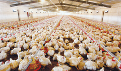 肉雞壞死性腸炎飼料報(bào)酬低，整齊度差嚴(yán)重影響